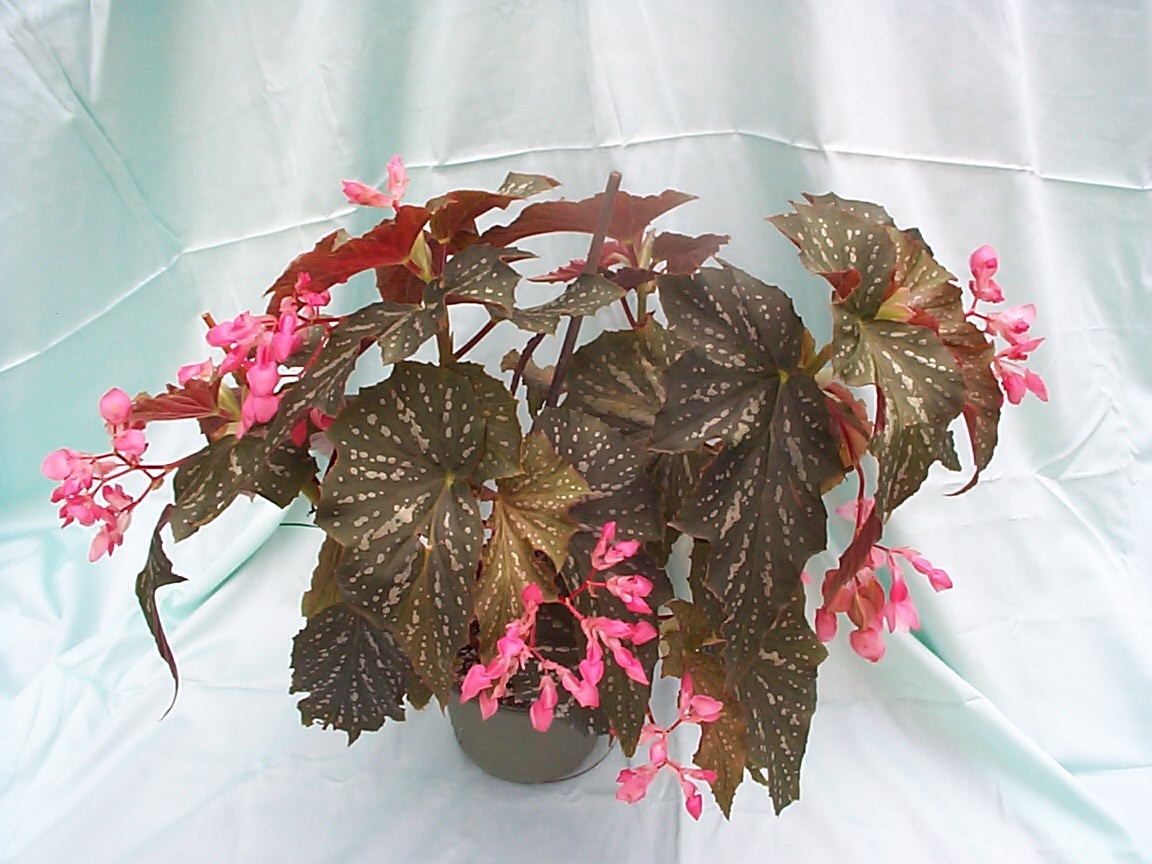 B. ‘Lady Louise’